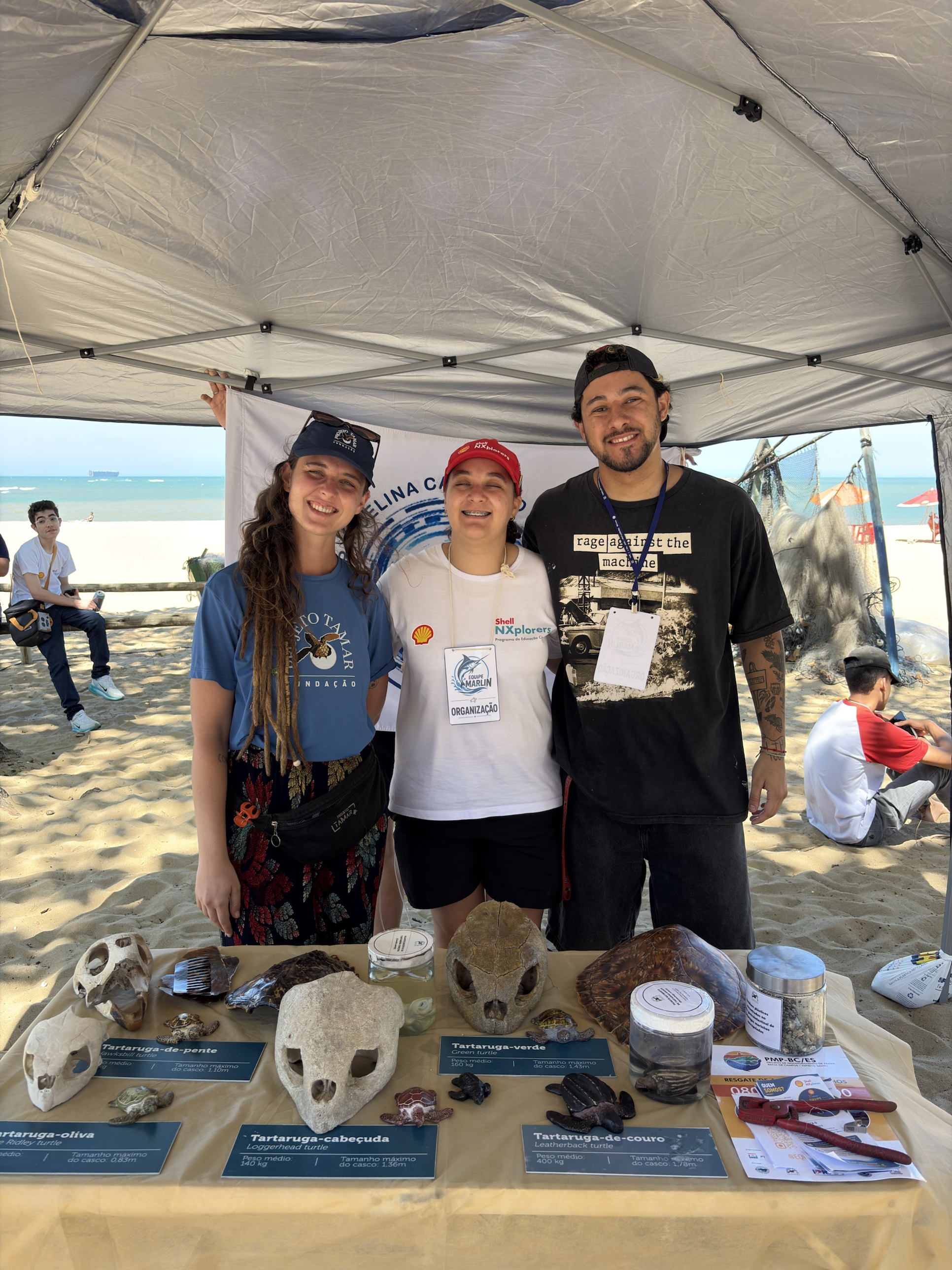 Stand educativo com esqueletos de tartaruga